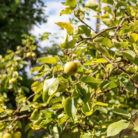 アパート T3 Pyrenees Bearnaises *