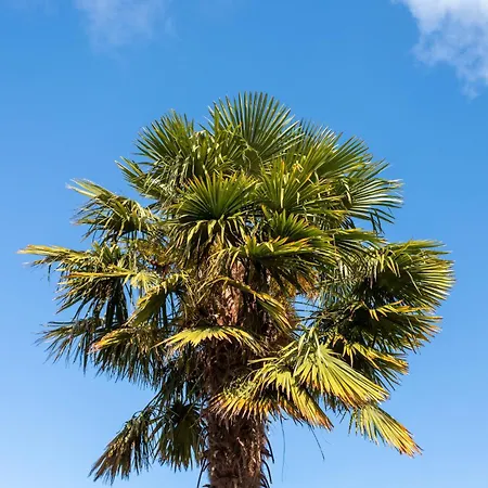 T3 Pyrenees Bearnaises *